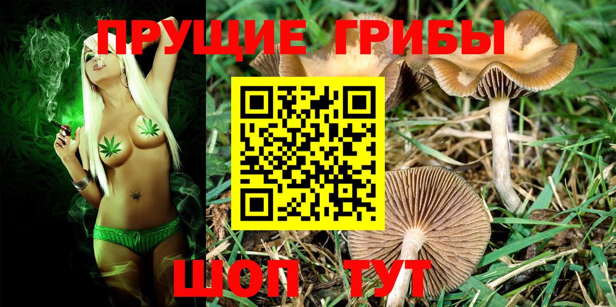 Псилоцибиновые грибы Psilocybe Ессентуки